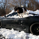 Illustration for article titled Goats Atop Ferraris, Part Deux: Snowpocalypse Edition